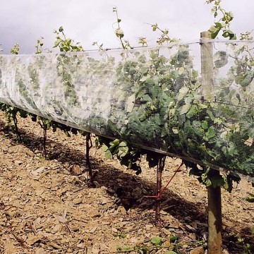 Protection of Vineyards