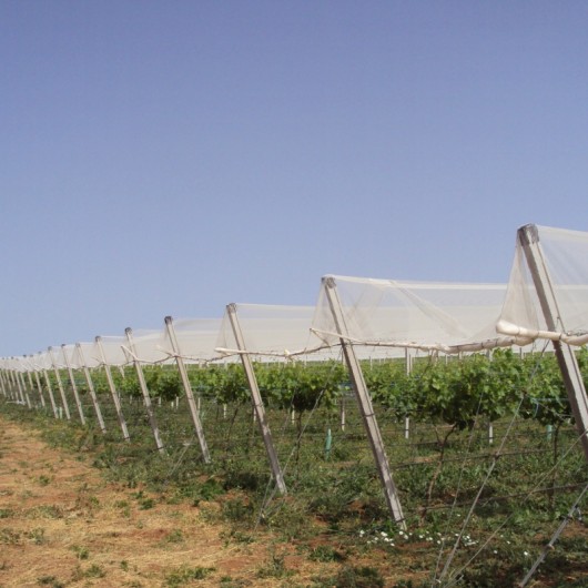 Protection of Vineyards