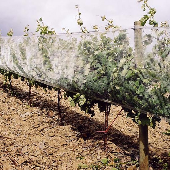 Protection of Vineyards
